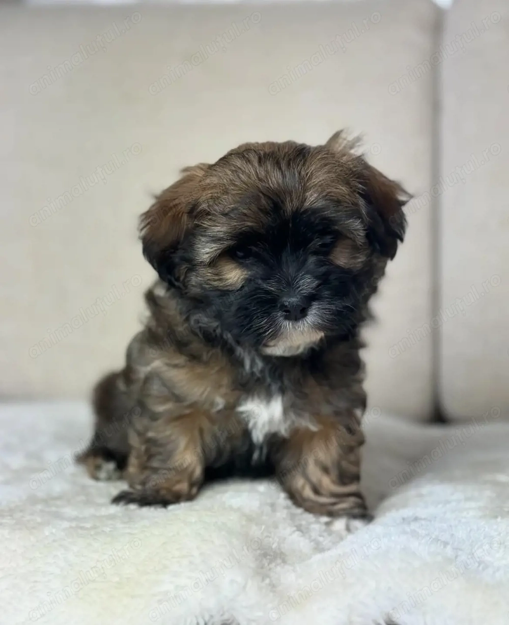 Bichon havanez Fata și băiat