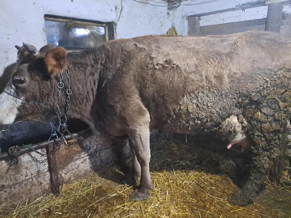 Vind 2 vaci de 4 ani fiecare cu lapte.