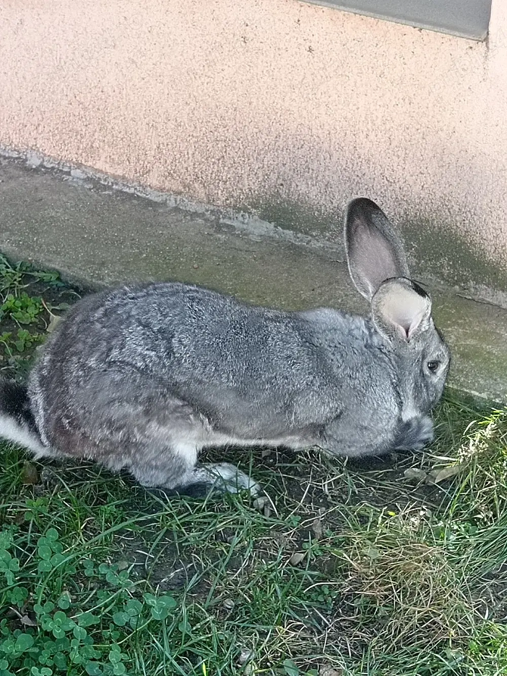 Iepure uriaș german 