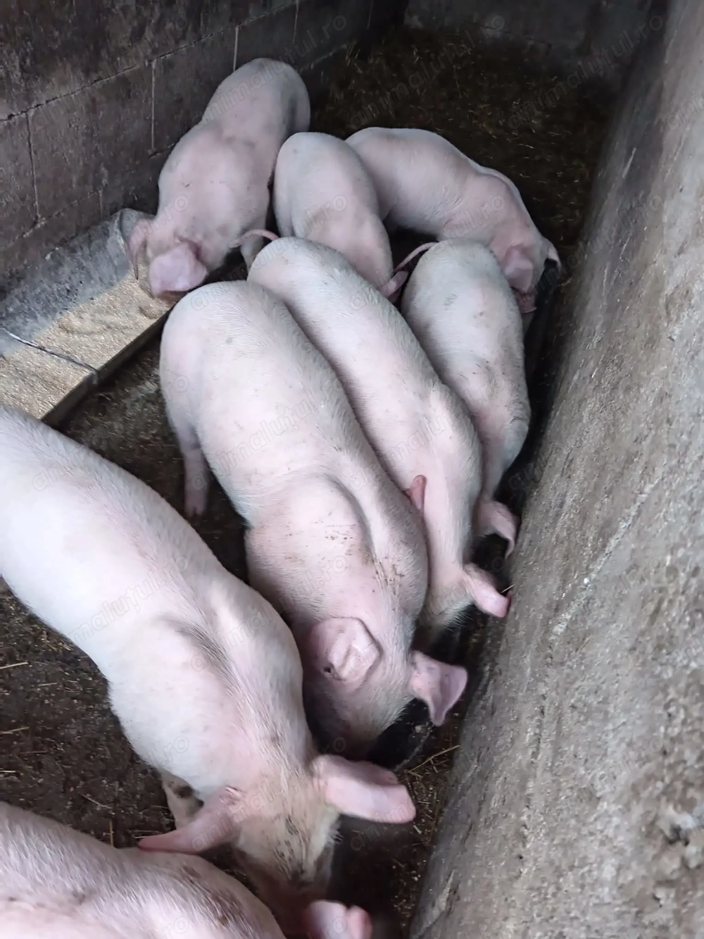 Purcei frumoși  de vânzare 