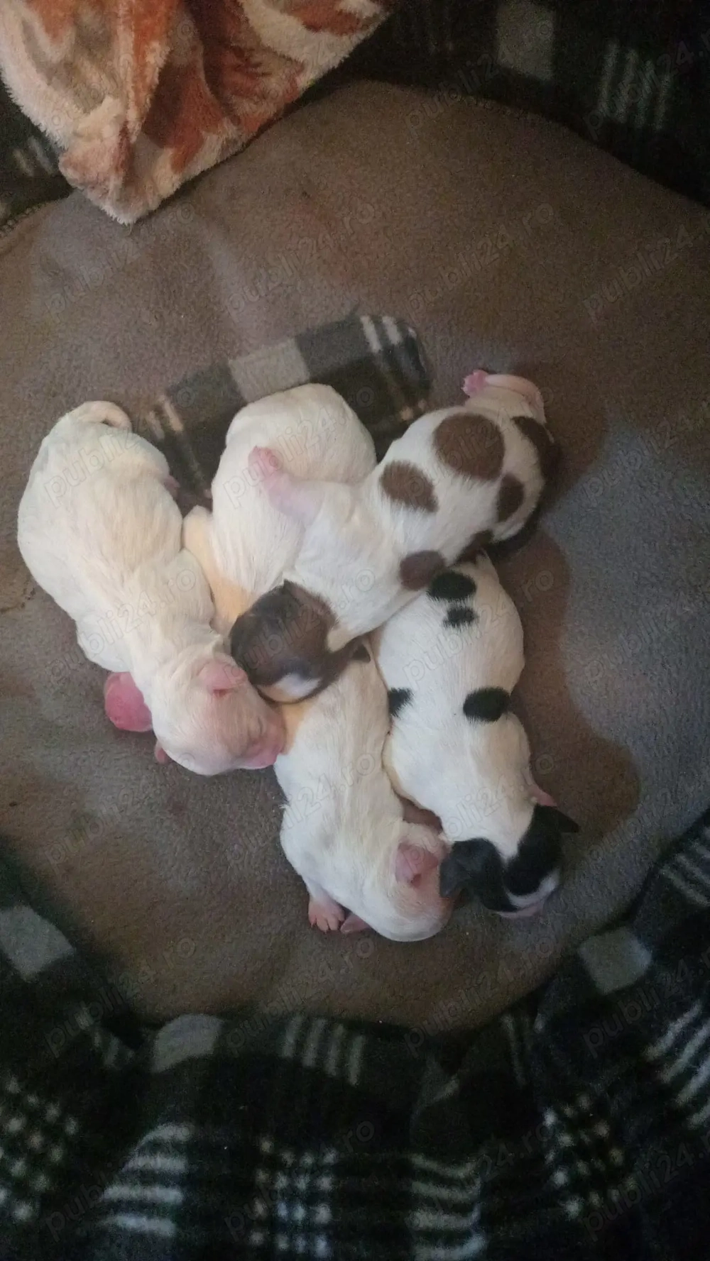 Vând câini bichon !