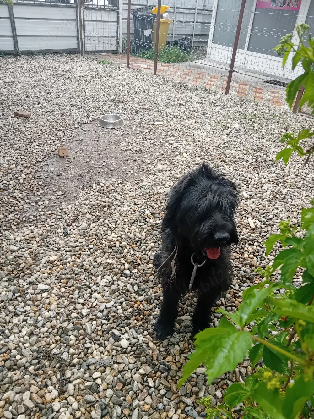 vand femela schnauzer urias