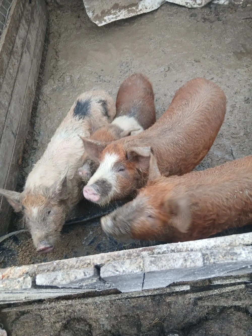porci de vanzare 