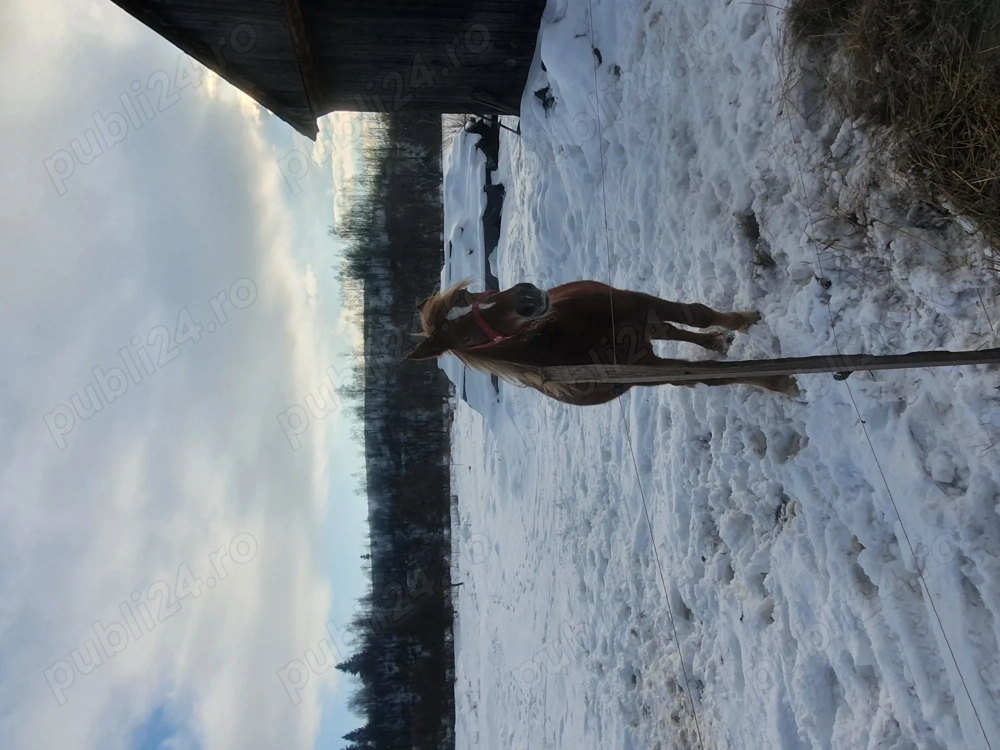 Manz .În Mai va îmi plini 2 ani