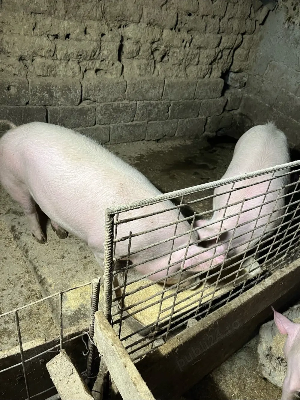 purcei si porci de vanzare 