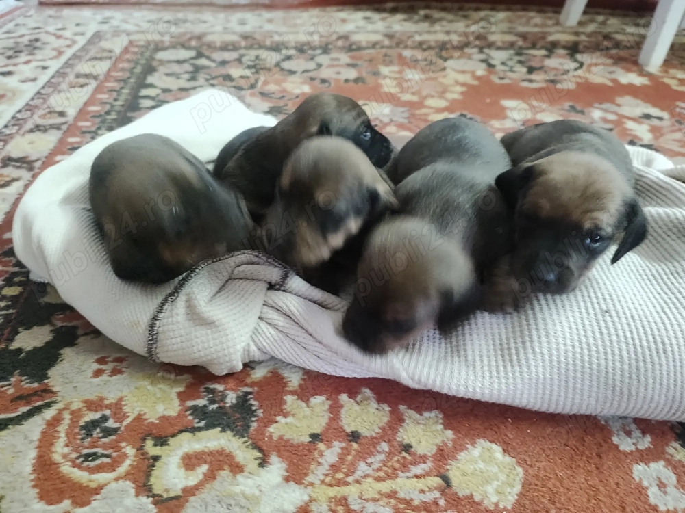 Teckel.4 cățelușe.