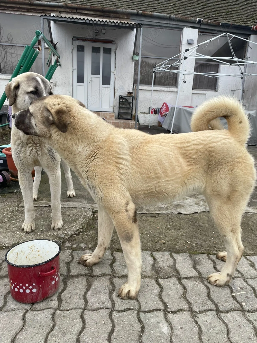 Caini Kangal 