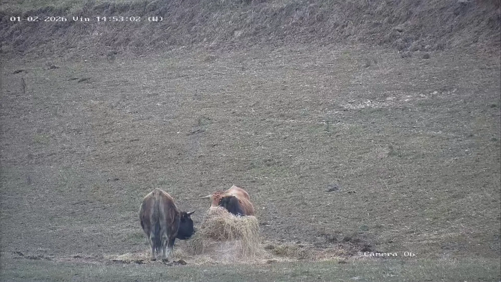 Tauri de aubrac 2 buc.