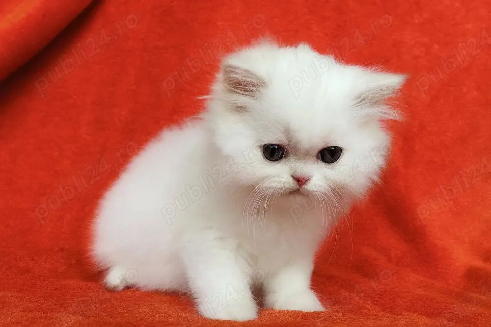 Puiuț pisică Scottish Straight Longhair   extrem de pufos   