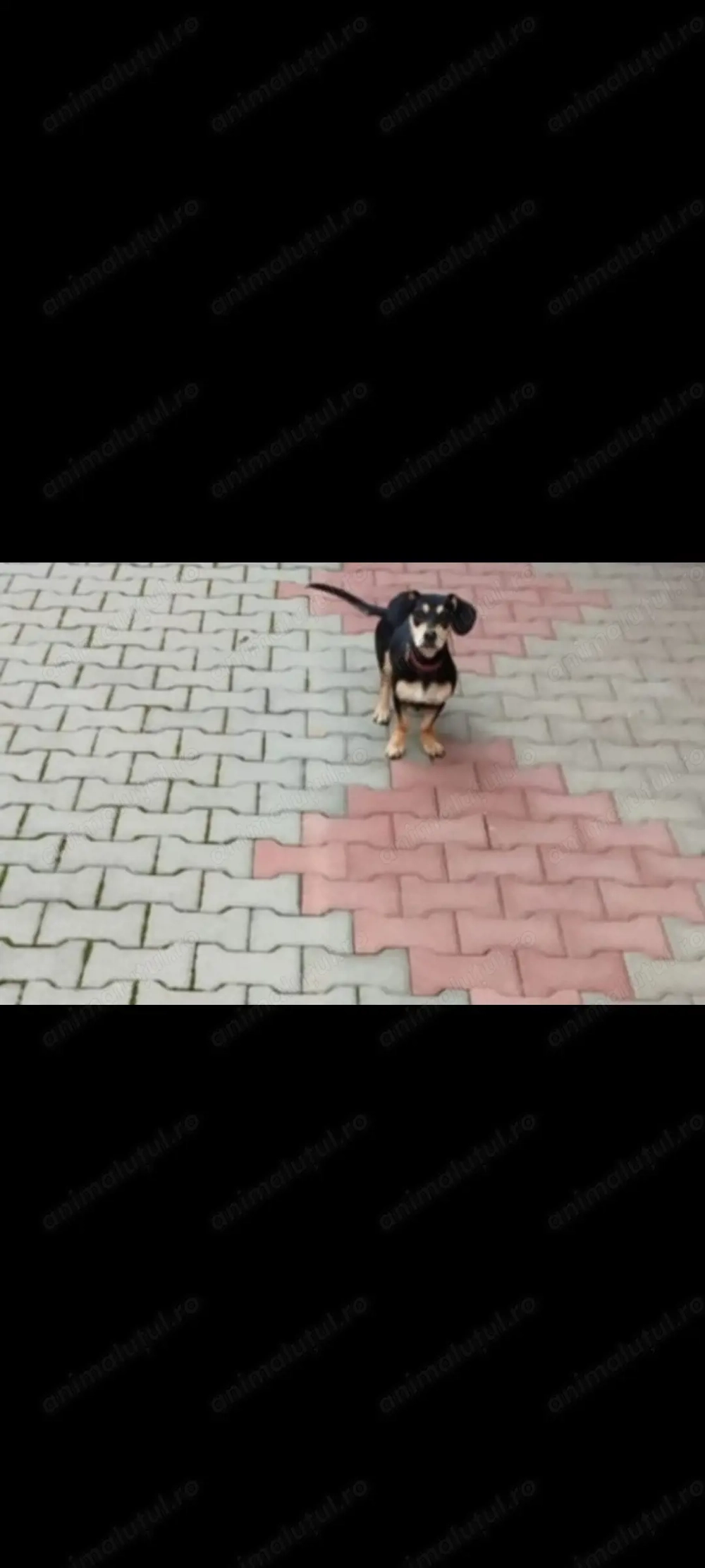 Vând cățea teckel.Varsta de 1,8 ani.