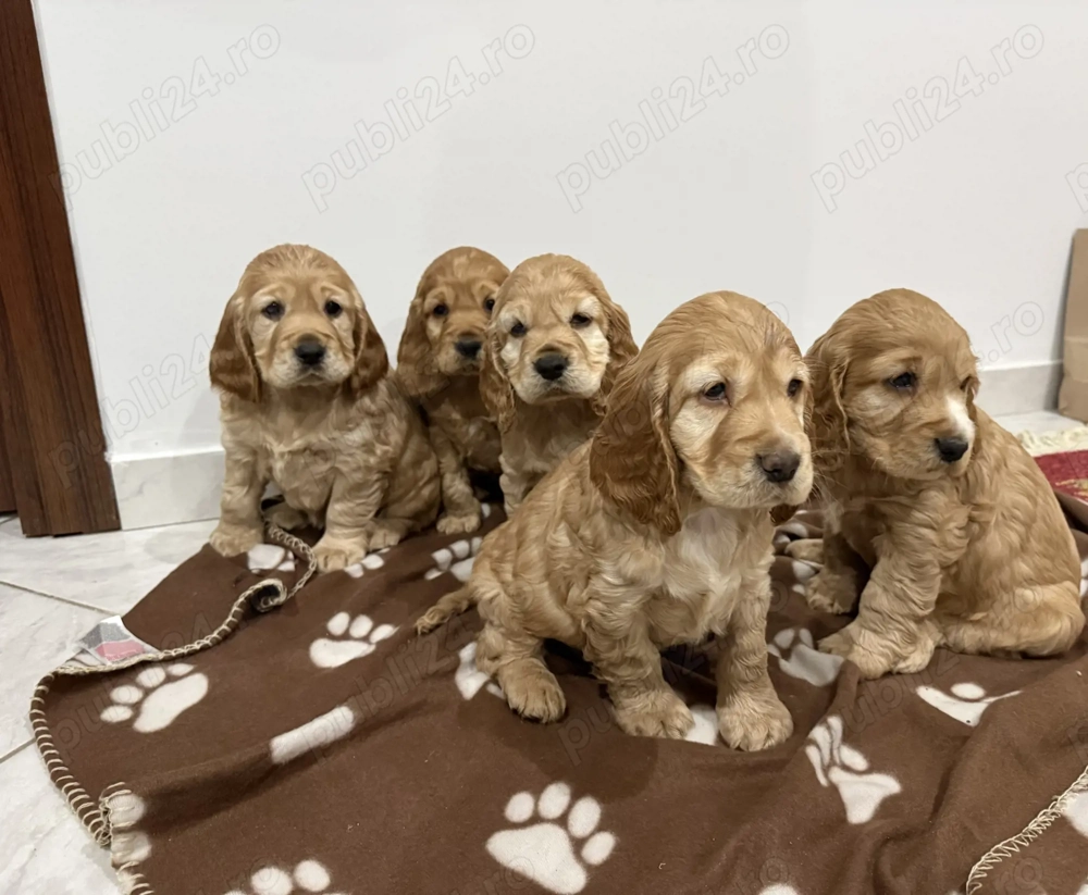 Pui de Cocker Spaniel 