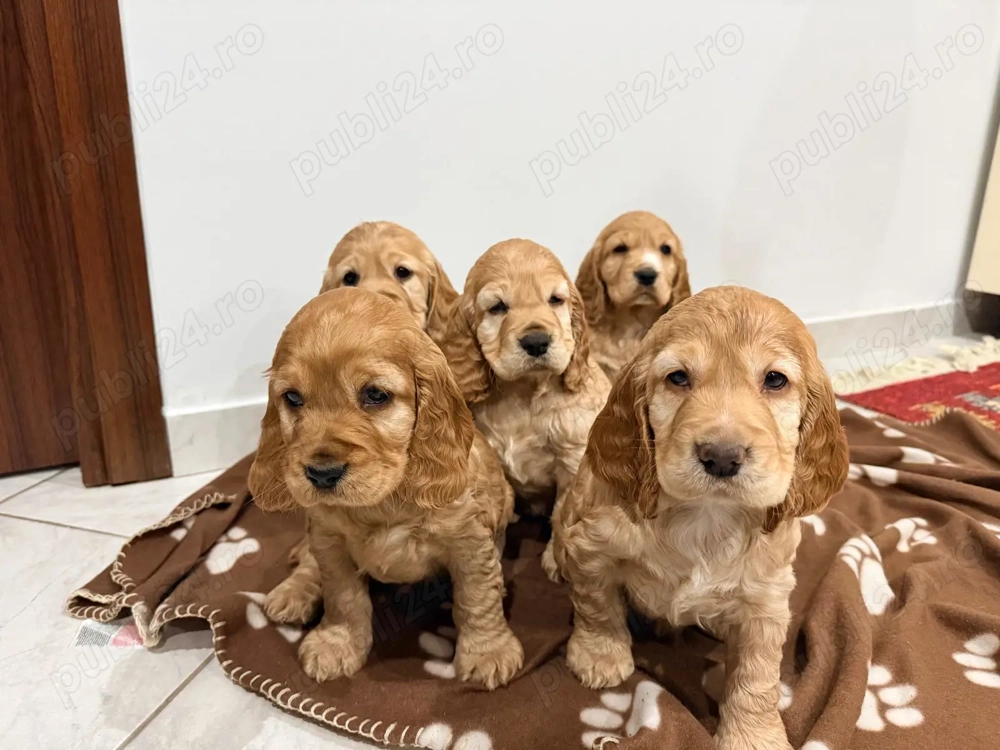 Vând pui de Cocker Spaniel 