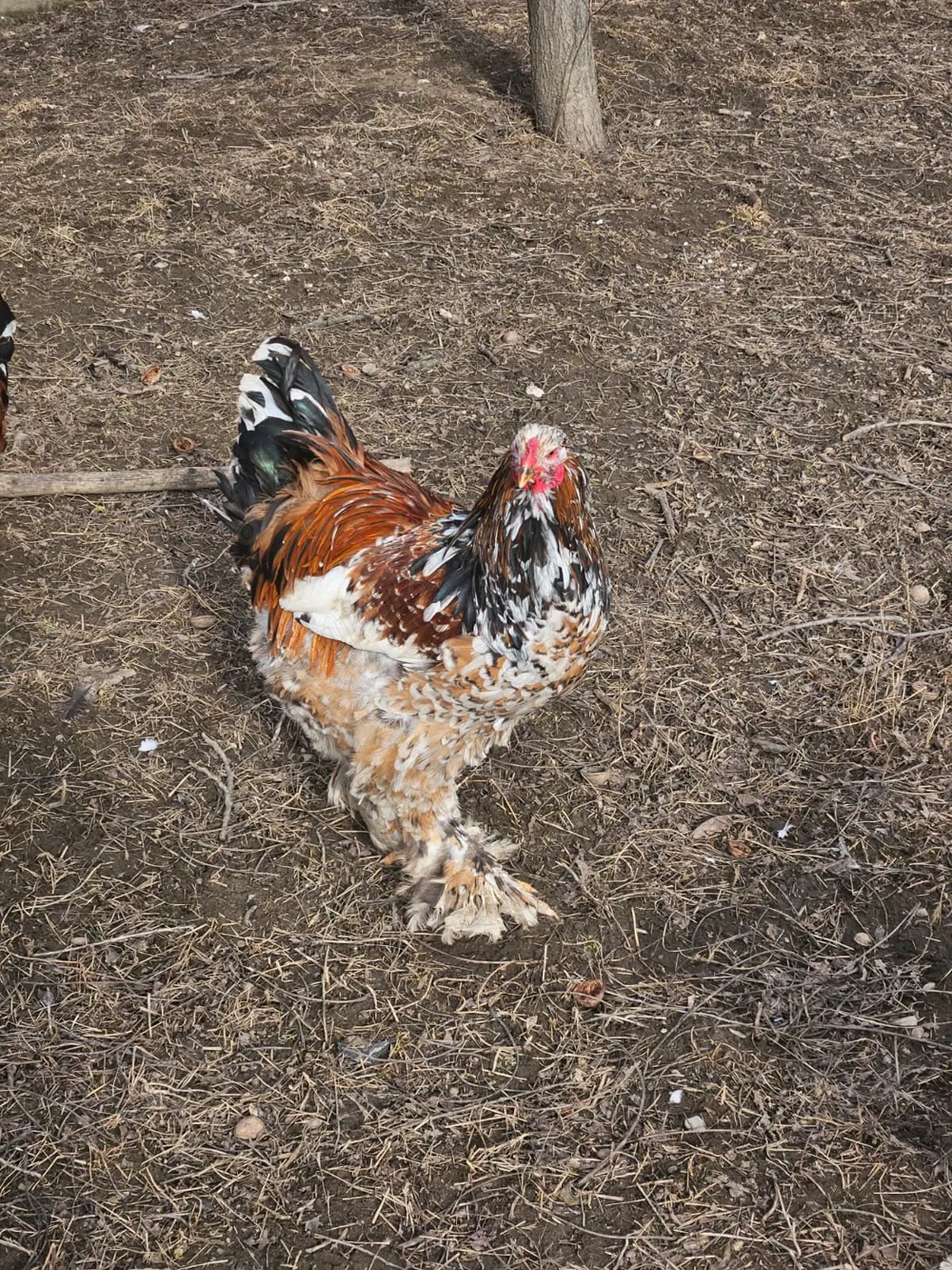 Cocos Brahma Portelan 