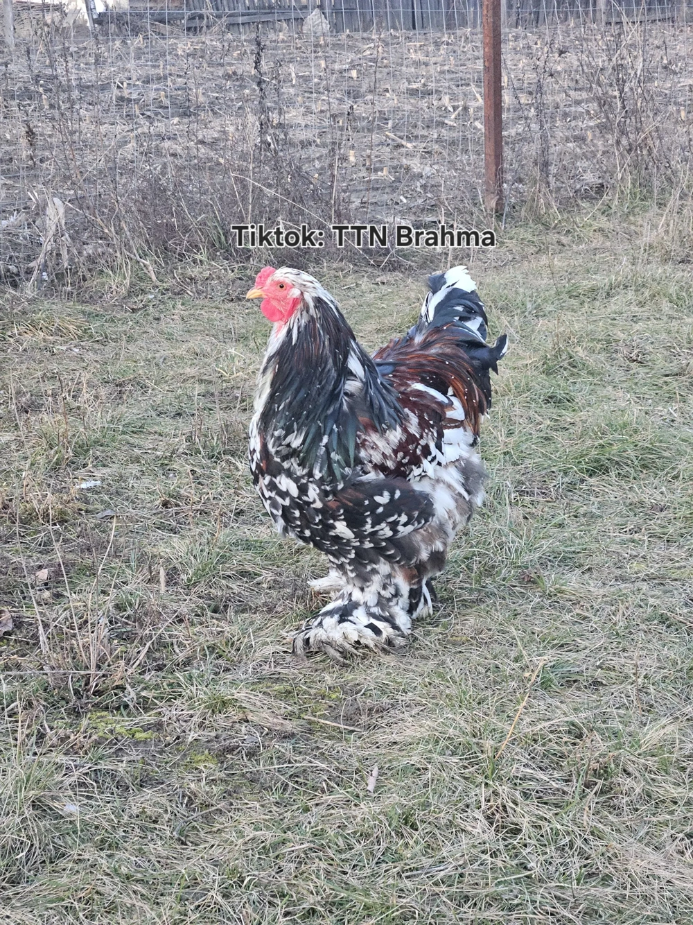 Cocos Brahma Portelan 