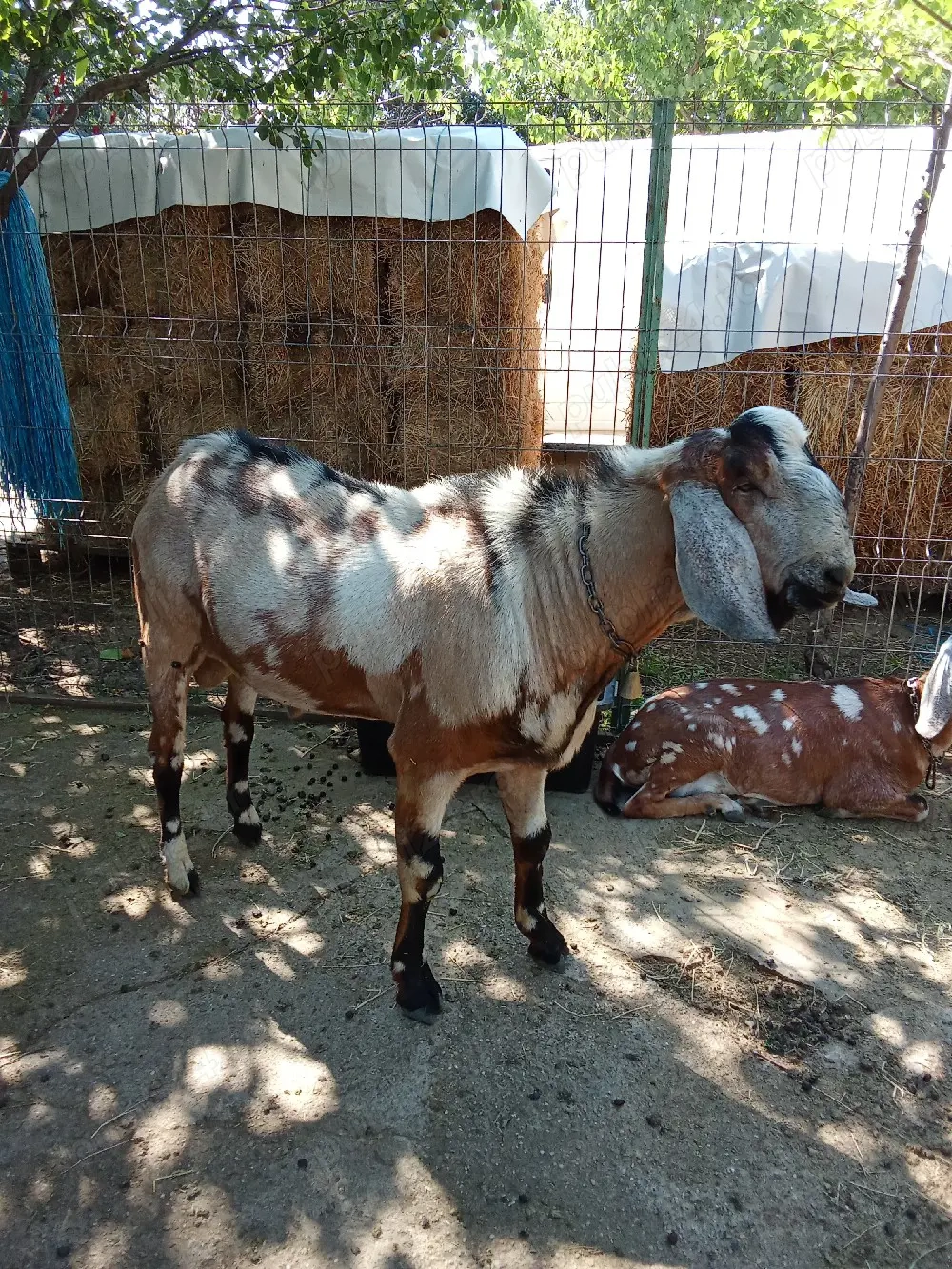 vand capre anglonubiene