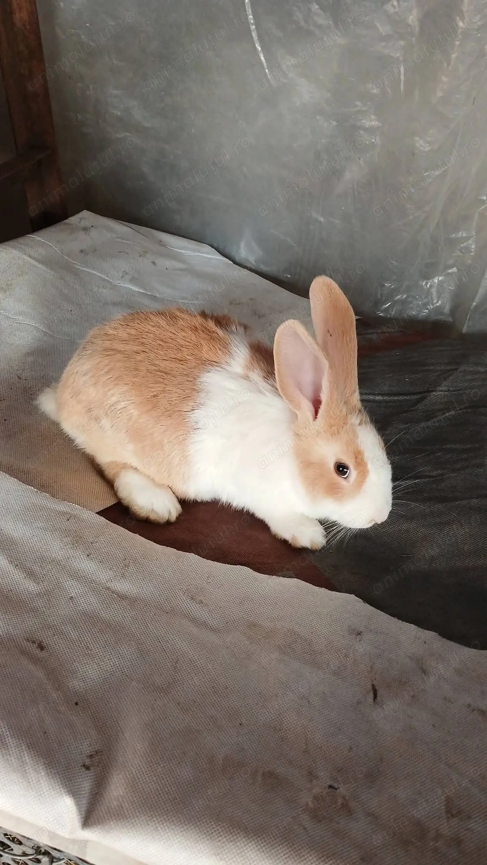  Vând iepuri  hycole francez 