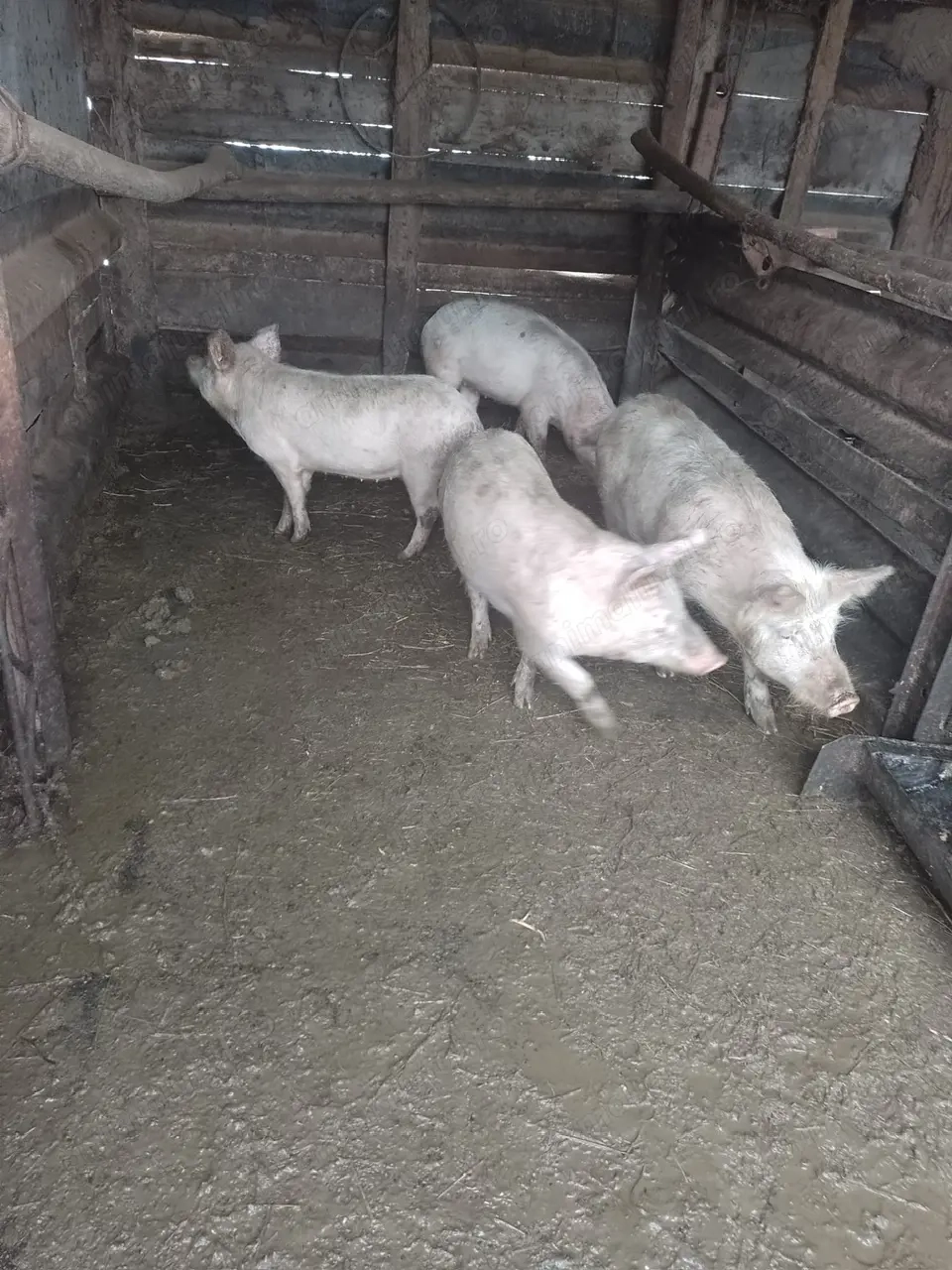 Vand 10 șoldani, Bogata, Mures