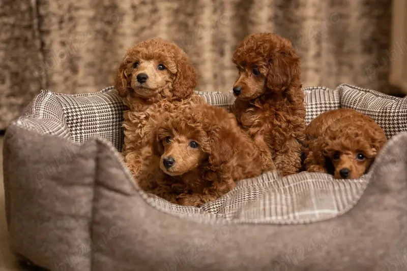 Poodle Toy (Caniche), genetică deosebita, vaccin, deparazitare la zi 