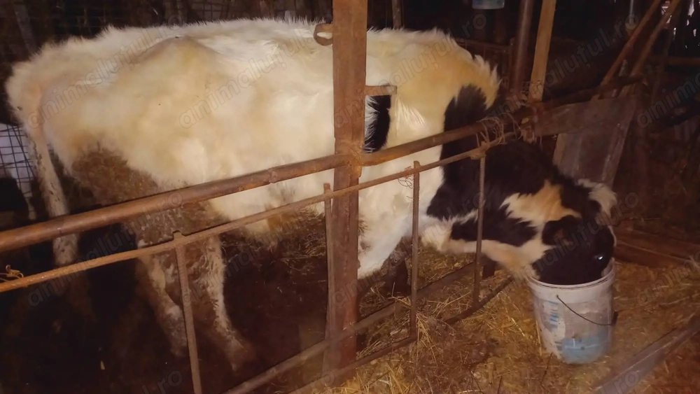 Vițel bălțată românească