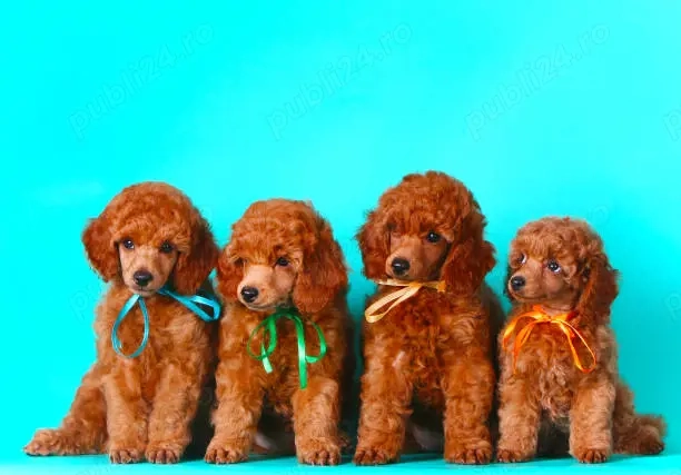 Pui rasa Poodle Toy - calitate genetica de exceptie