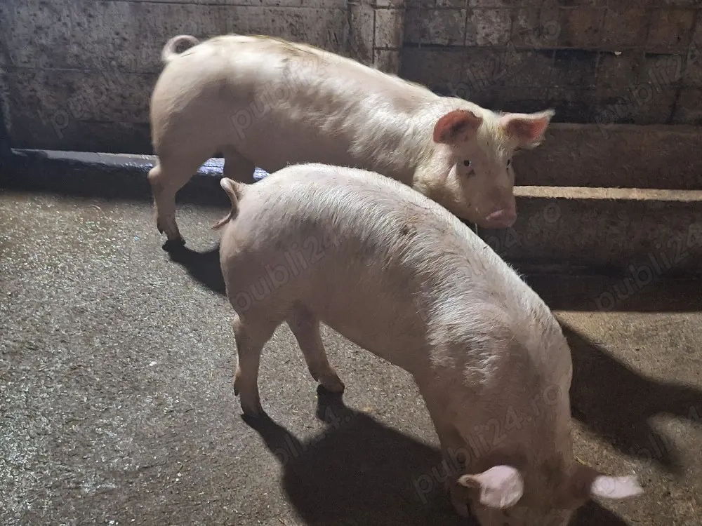 soldani de carne rasa pic 