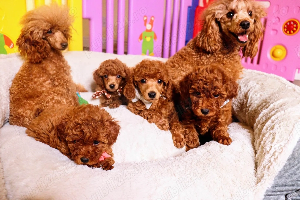 Poodle Toy Apricot, genetică deosebita,  rasă hipoalergenica, nu lasă păr