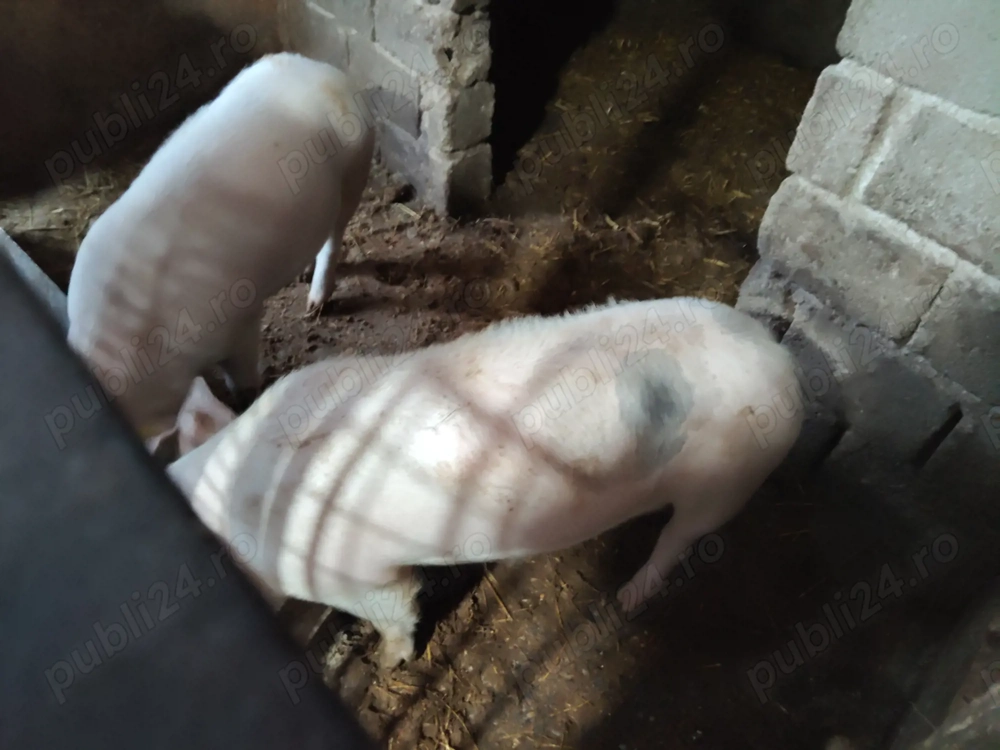 Vand șoldani 70- 80 kg și purcei la 2 luni