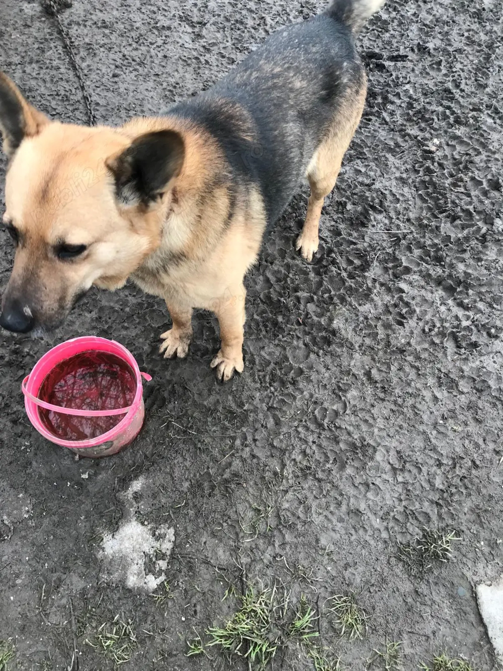 Vând câine Metis de lup 