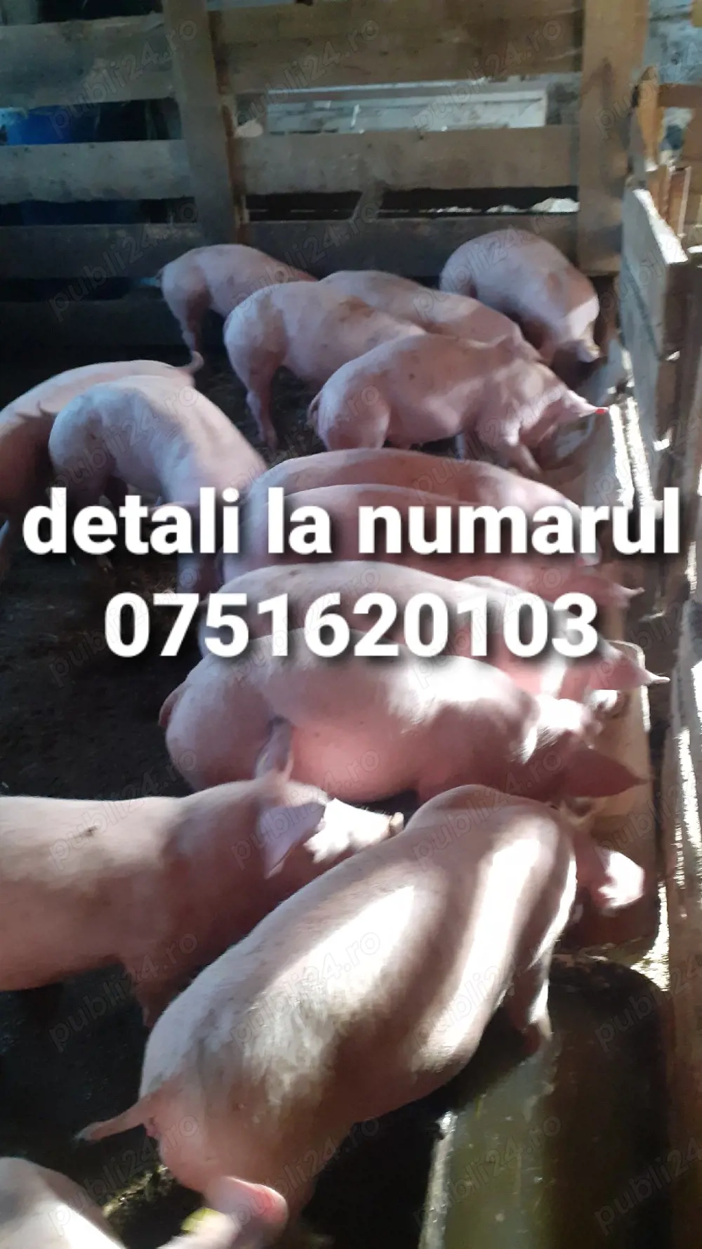 porci de vînzare