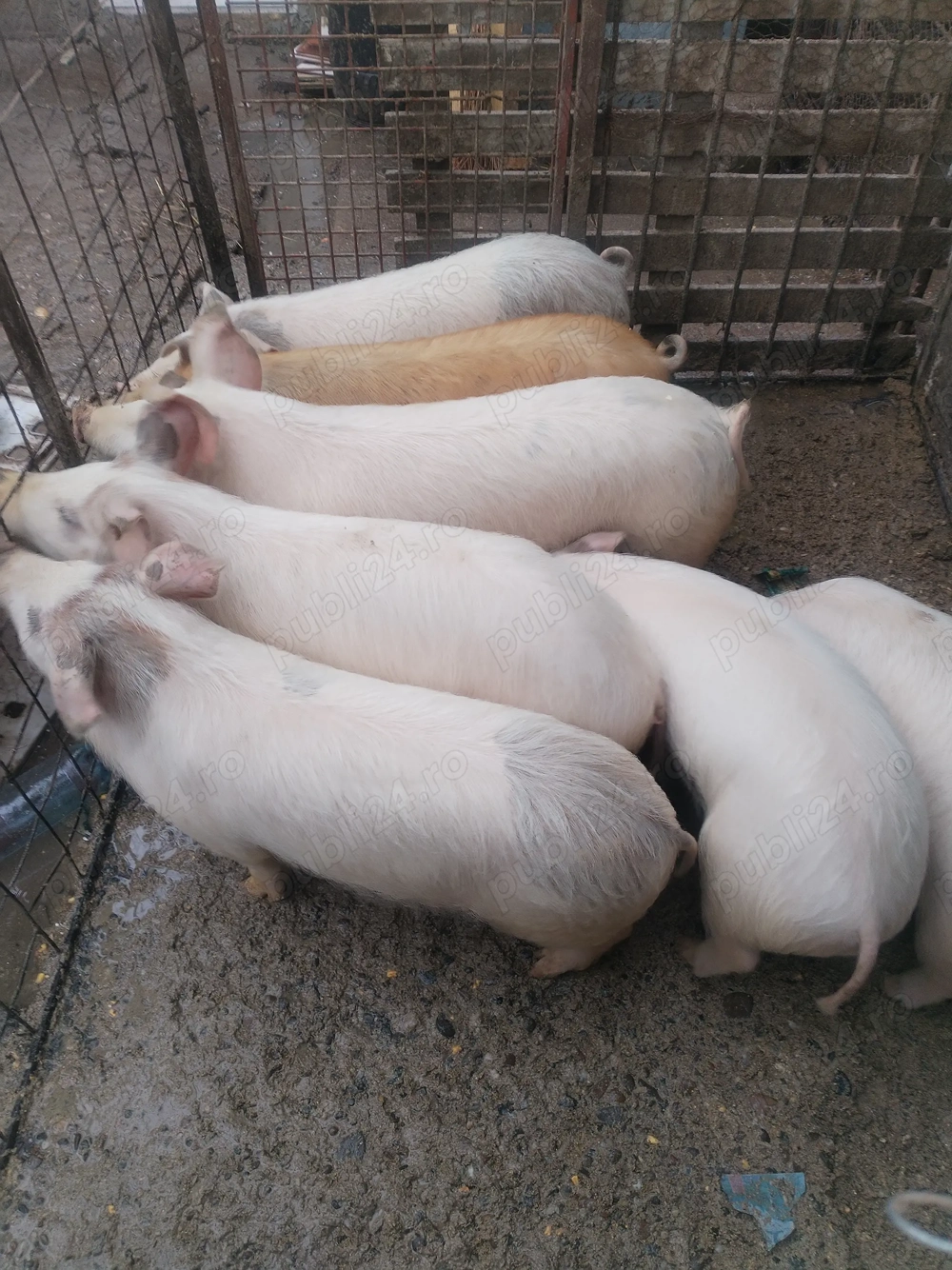 Vând purcei 30-35kg buc.