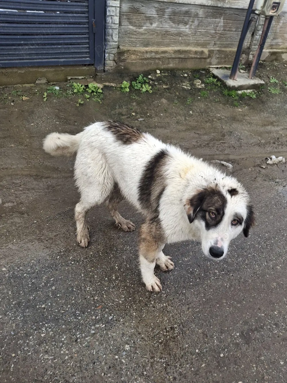 vand catea ciobanesc de bucovina 