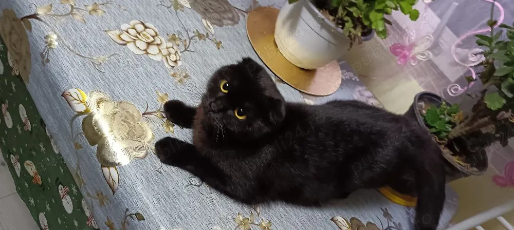 Pisică de rasă ca pisică de rasă 