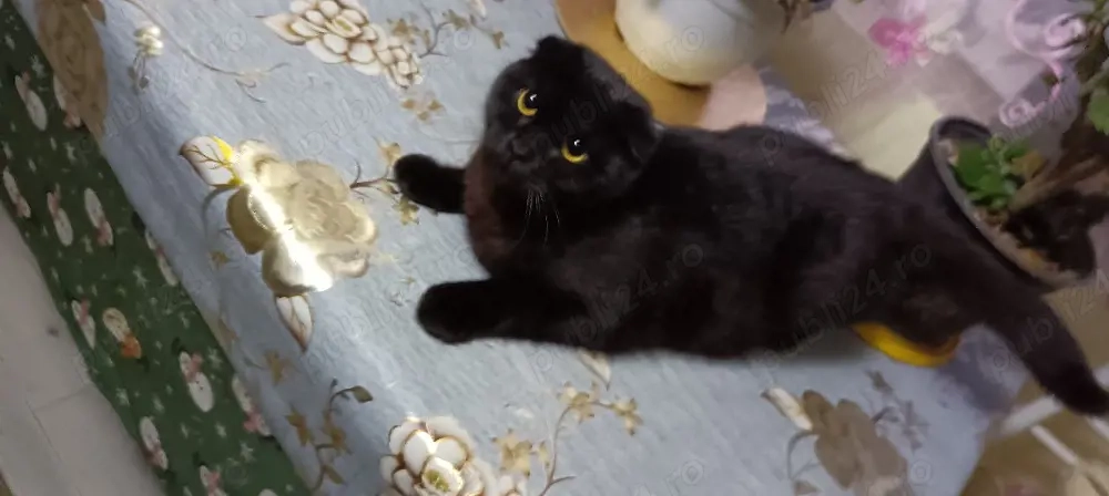 Pisica de rasa scottish 