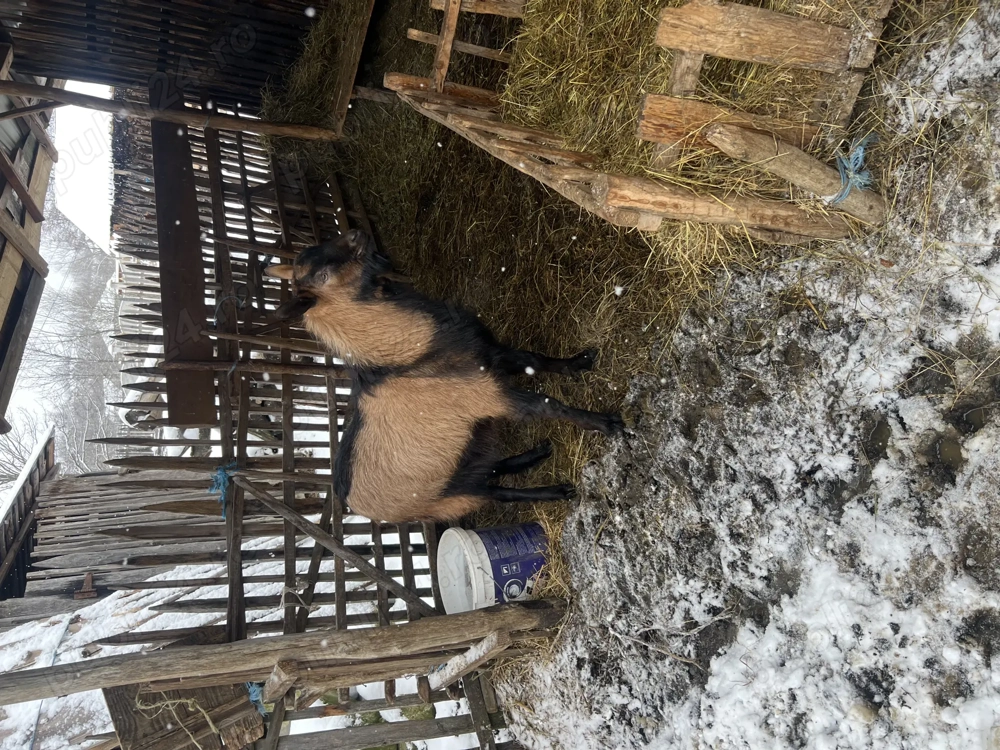 Animăluțe de vanzare