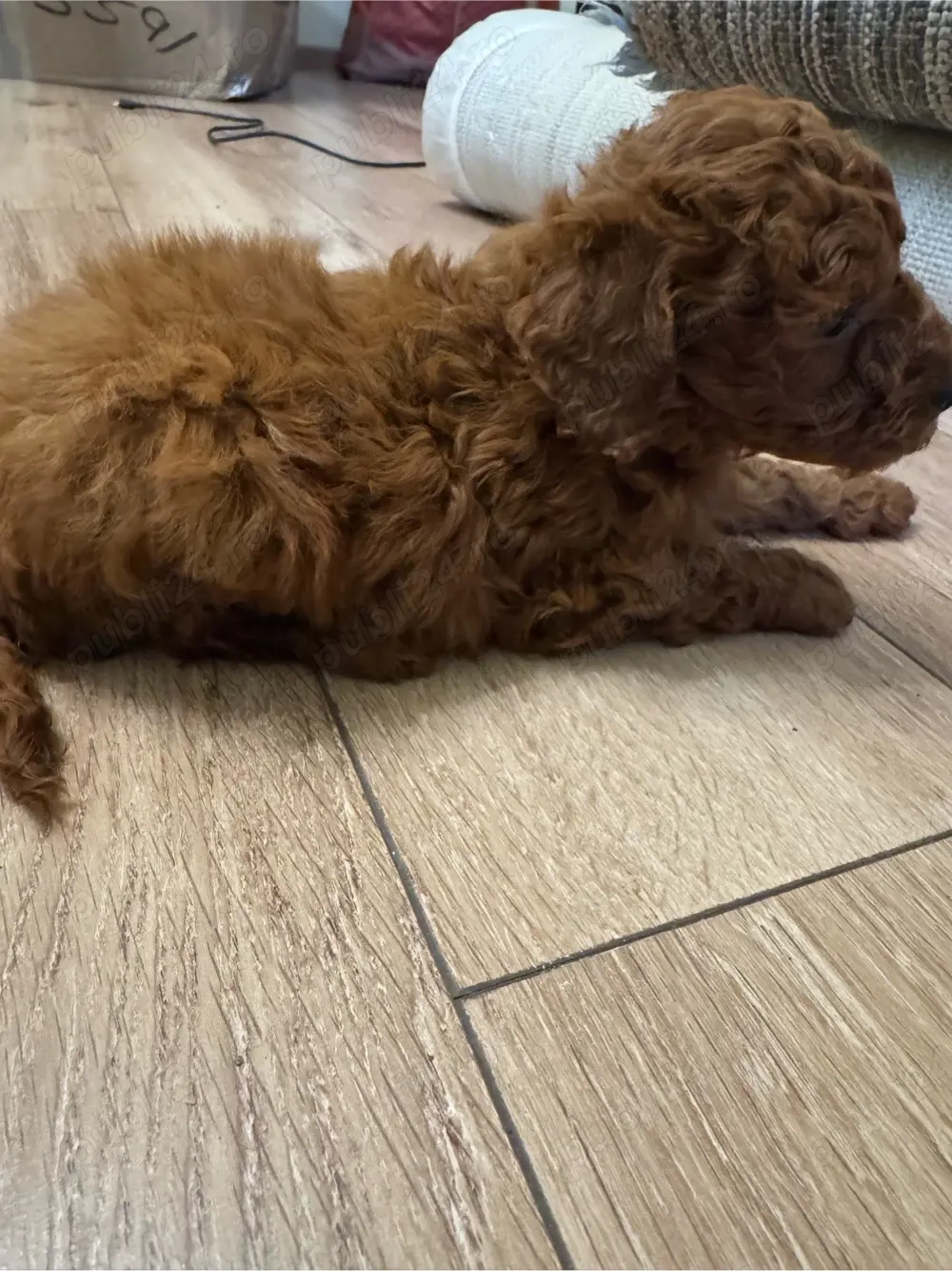 Puddel -Caniche Toy fetita Red