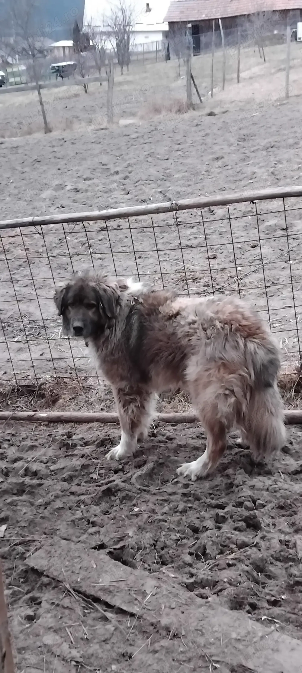 Vând câine ciobănesc caucazian 