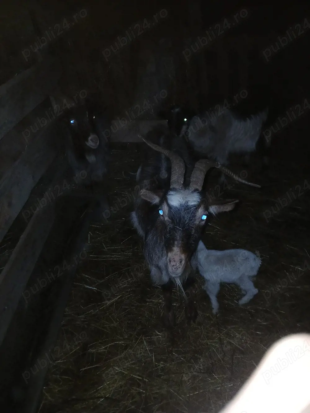 vand capre la schimb pe bivoli 