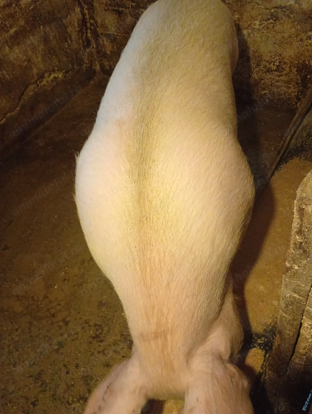 Porc sacrificiu, marele alb 