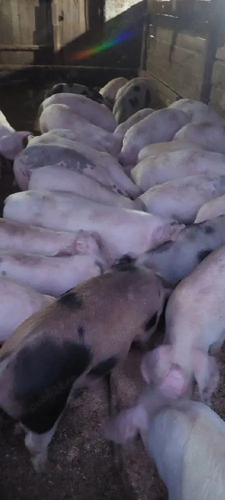 vănd șuldei 350 400 buc