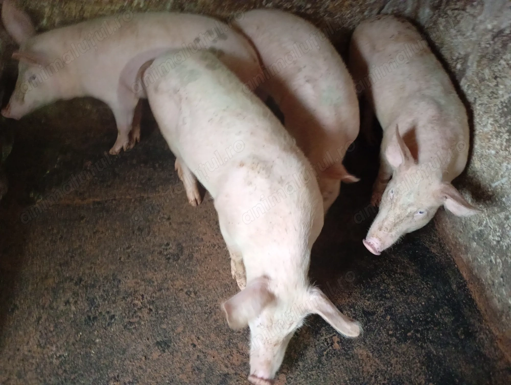 Șoldani de vânzare marele alb 