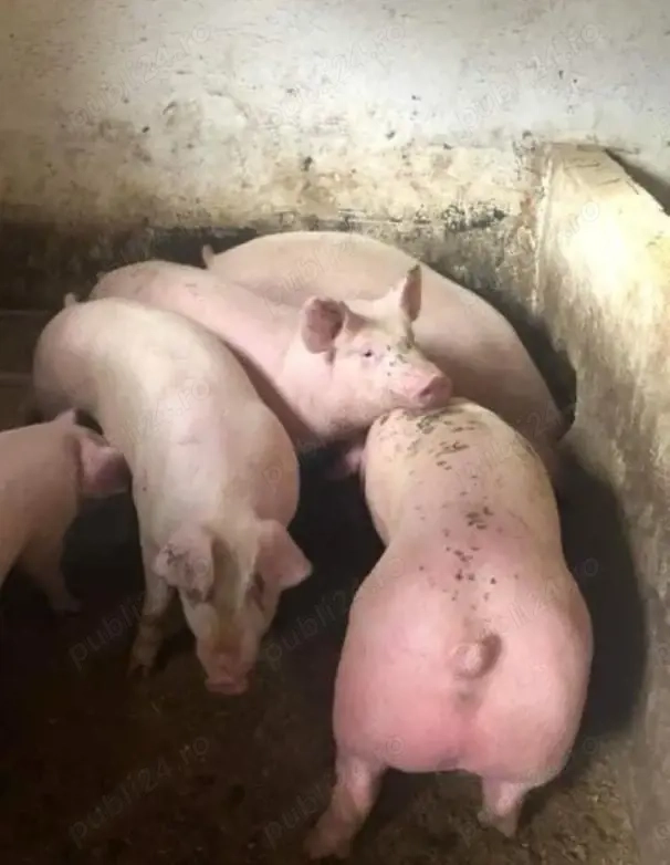 Vand Porci si Purcei