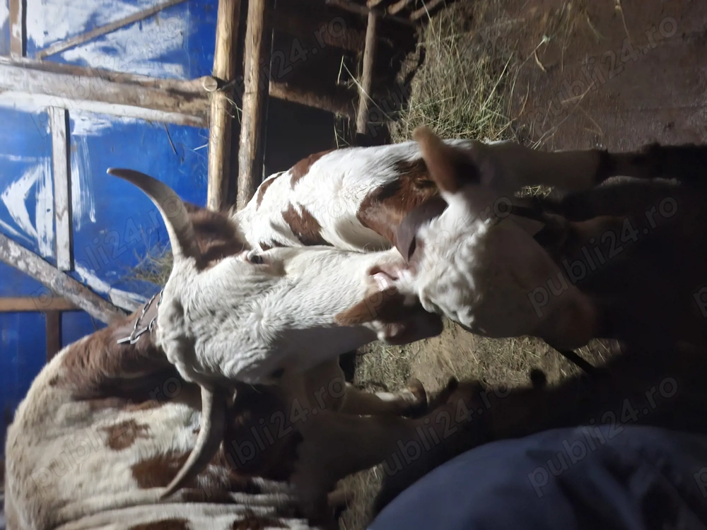 Vând vaca cu vițel de 1luna