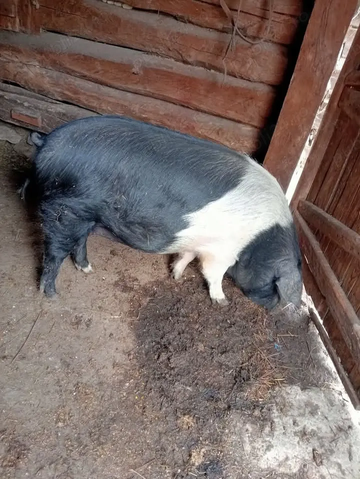 Scroafă de vânzare 