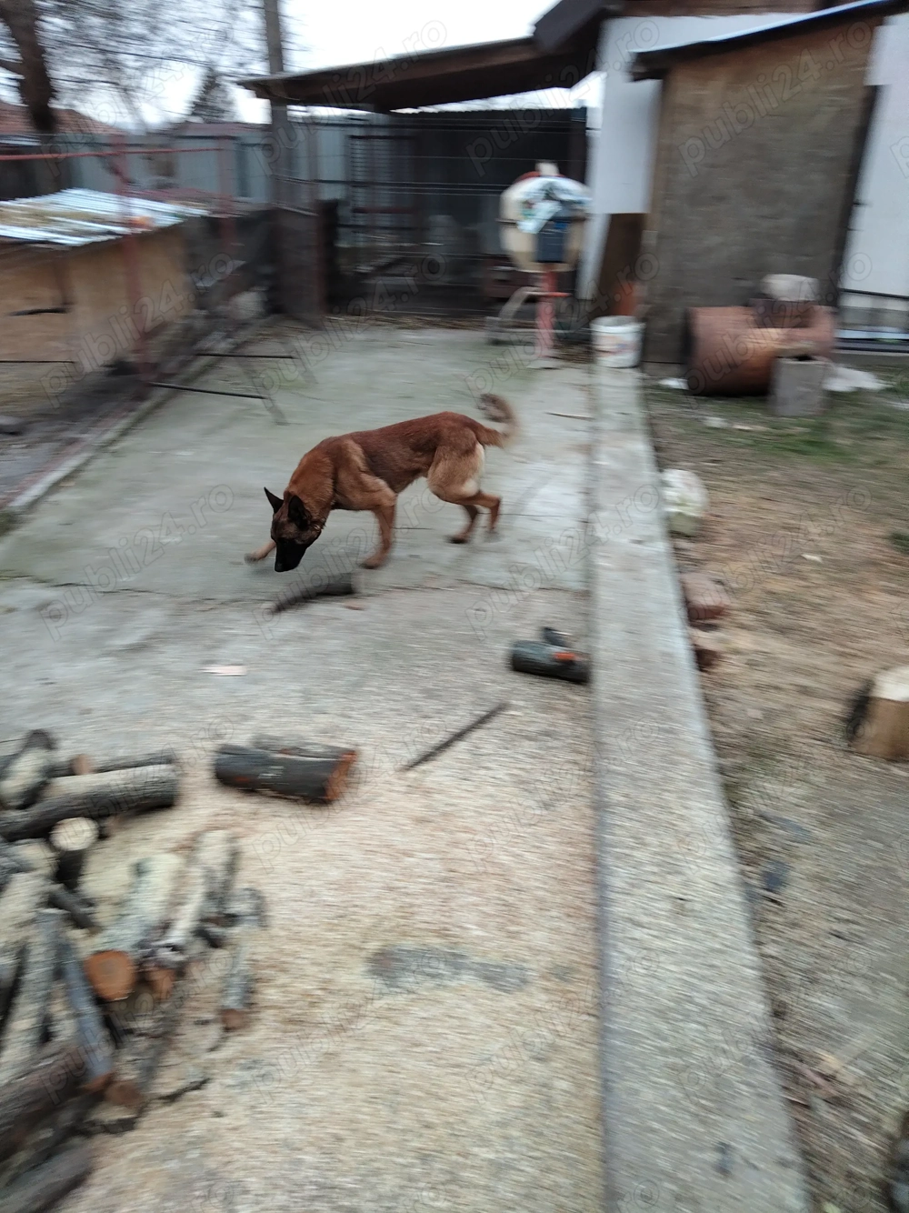 Donez Ciobanesc belgian malinois 