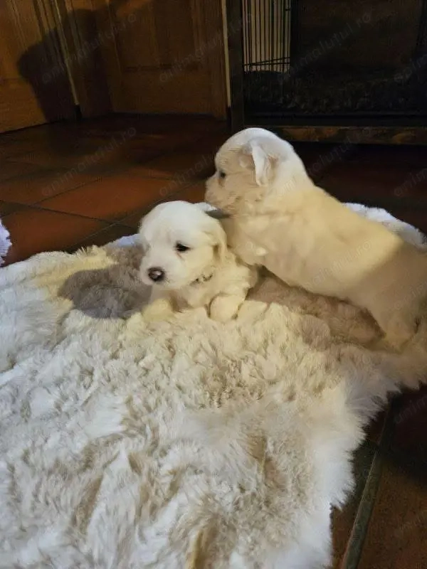 Puiuț mic dornic pentru a gasi o noua familie  