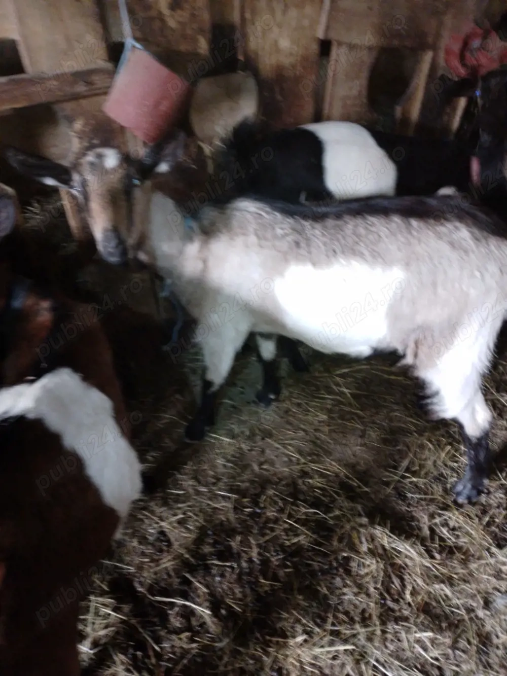 Capra alpina franceza. 