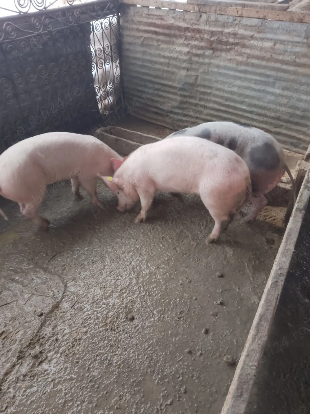 Șoldani de vânzare 