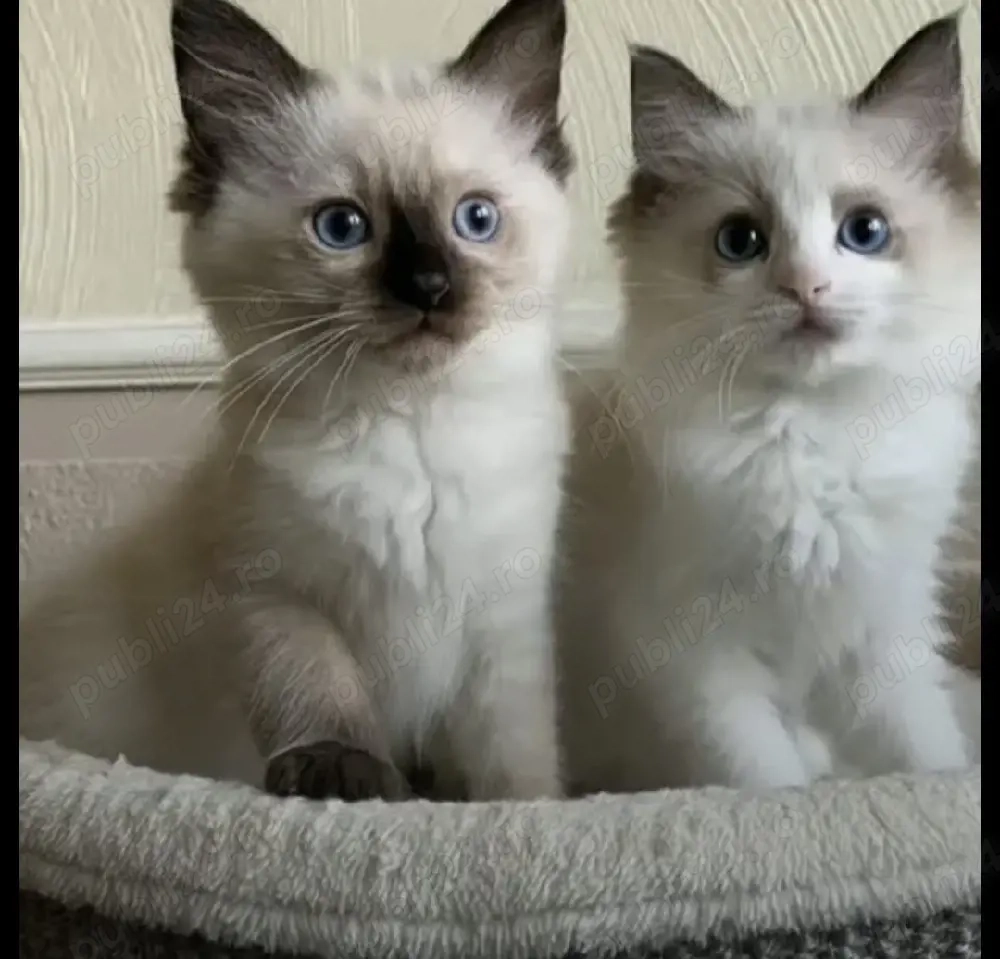 Ragdoll frumoși 
