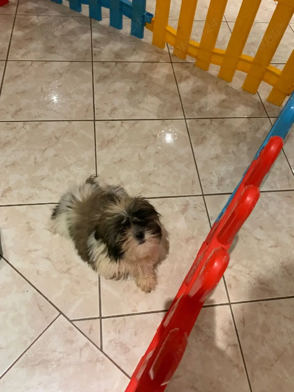 shih tzu fetita si baiat