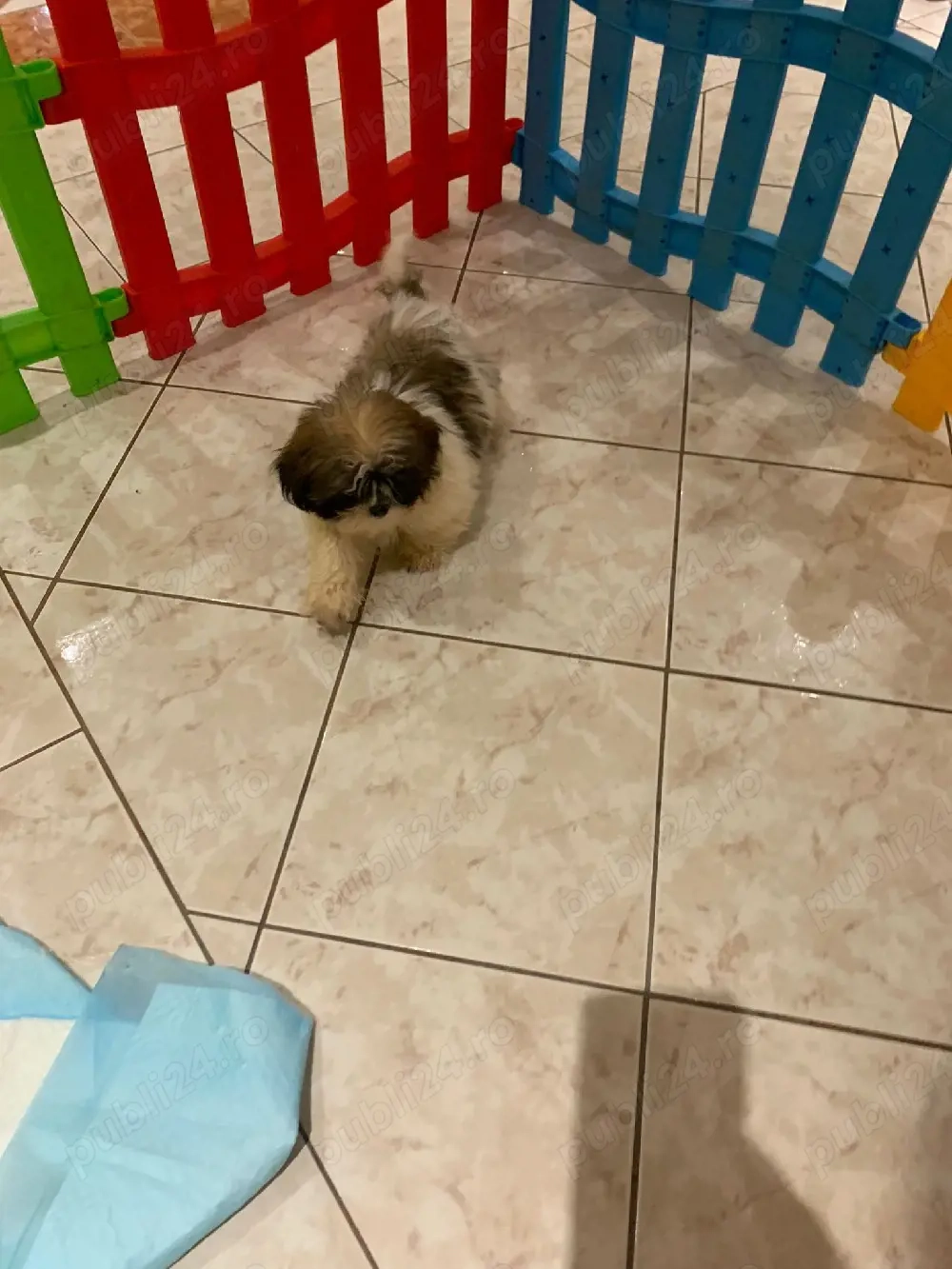 shih tzu fetita si baiat